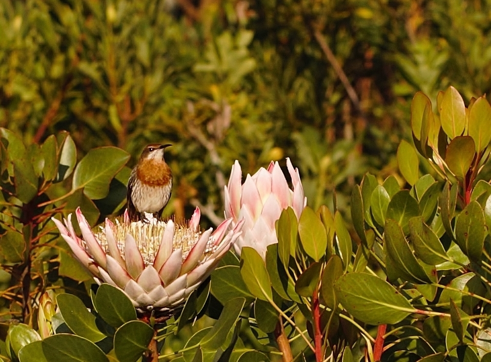Gurney's Sugarbird (Promerops gurneyi)