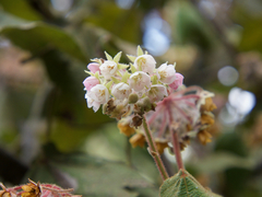 Dombeya lucida