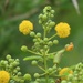 Dune Thorn - Photo (c) magdastlucia, some rights reserved (CC BY-NC), uploaded by magdastlucia