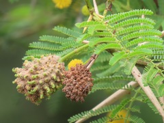 Cephalotelium macowanianum