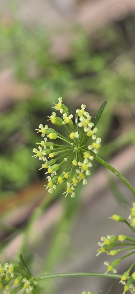 Petroselinum crispum