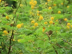 Cephalotelium macowanianum