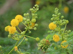Cephalotelium macowanianum