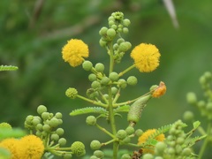 Cephalotelium macowanianum