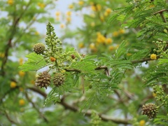 Cephalotelium macowanianum