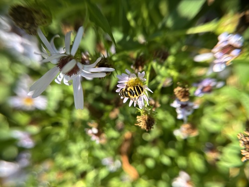 Unknown species found near Waterville Rd, Farmington, CT, US
