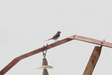 Great Gray Shrike