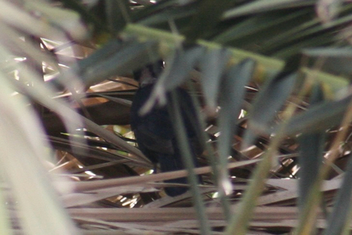 Eurasian Blackbird