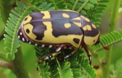 Pachnoda sinuata