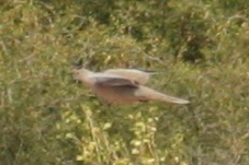 Eurasian Collared-Dove