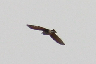 European Starling
