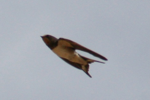 Barn Swallow