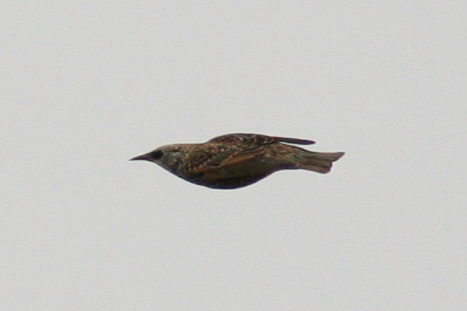 European Starling