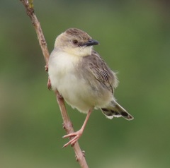 Cisticola natalensis