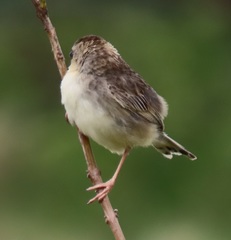 Cisticola natalensis