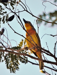 Malaconotus blanchoti