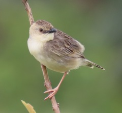 Cisticola natalensis