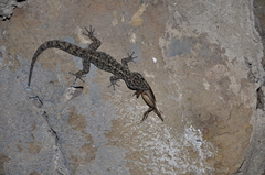 Phyllodactylus darwini