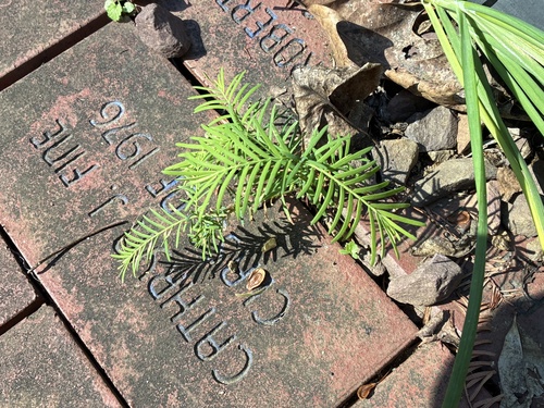 dawn redwood (Metasequoia glyptostroboides)