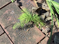 Metasequoia glyptostroboides, photograph (c) geosesarma, some rights reserved (CC BY)