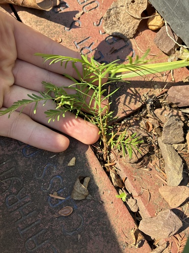 Metasequoia glyptostroboides, photograph 3