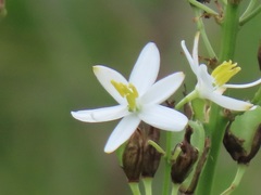 Chlorophytum krookianum