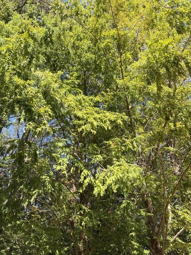 Metasequoia glyptostroboides, photograph 4