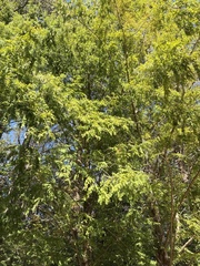 Metasequoia glyptostroboides, photograph (c) geosesarma, some rights reserved (CC BY)
