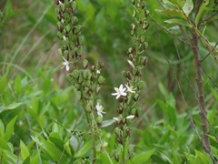 Chlorophytum krookianum