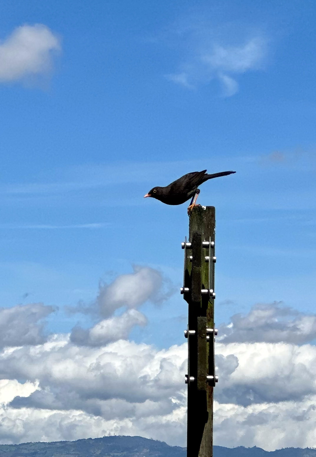Glossy-black Thrush (Turdus serranus), photo 8