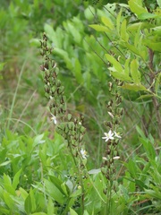 Chlorophytum krookianum