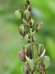 Chlorophytum krookianum
