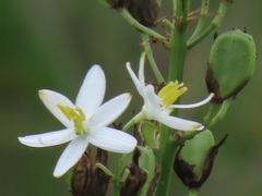 Chlorophytum krookianum