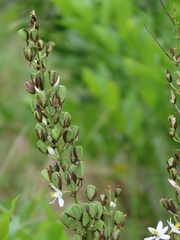 Chlorophytum krookianum