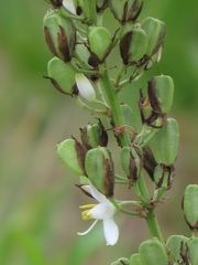 Chlorophytum krookianum