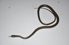 Pseudalsophis biserialis