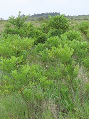 Chlorophytum krookianum