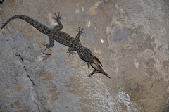 Phyllodactylus darwini