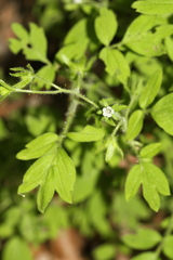 Phacelia ranunculacea