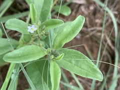 Limeum viscosum transvaalense