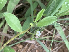 Limeum viscosum transvaalense