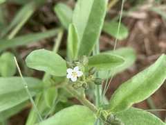 Limeum viscosum transvaalense