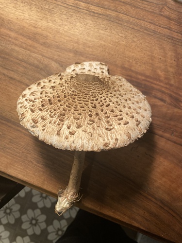 Gemeiner Riesenschirmling