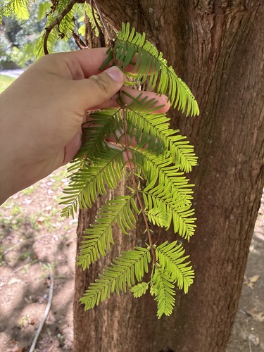 Metasequoia glyptostroboides, photograph 5