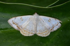 Argyrotome prospectata