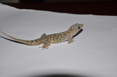 Phyllodactylus reissii