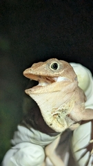 Desert Stout Anole photo 3