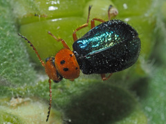 Ascolhedybius hirtus