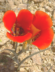 Calochortus kennedyi kennedyi