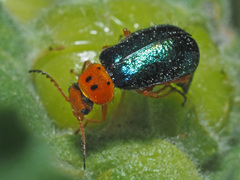 Ascolhedybius hirtus